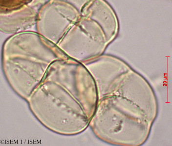 Apocynum sibiricum - lame n° 27976